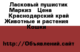 Ласковый пушистик Маркиз › Цена ­ 500 - Краснодарский край Животные и растения » Кошки   